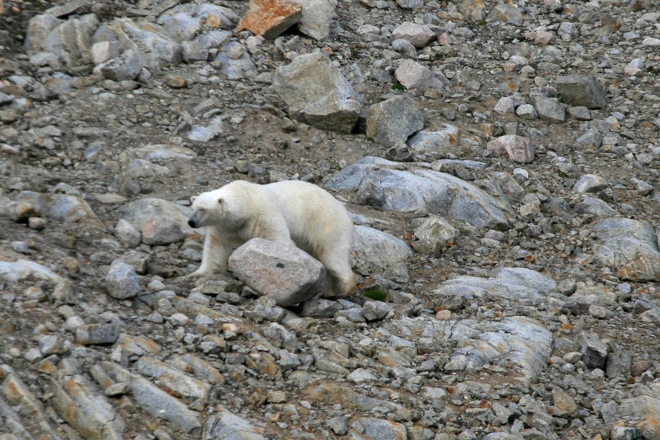 Polar bear on the stony slope.