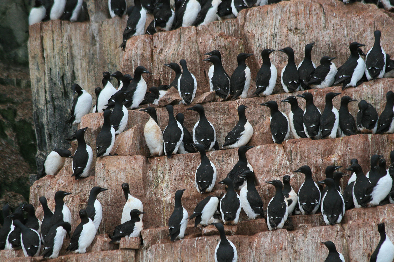 Thick-billed murre (Spetsbergsgrissla) on Alkefjellet, even late in the season.