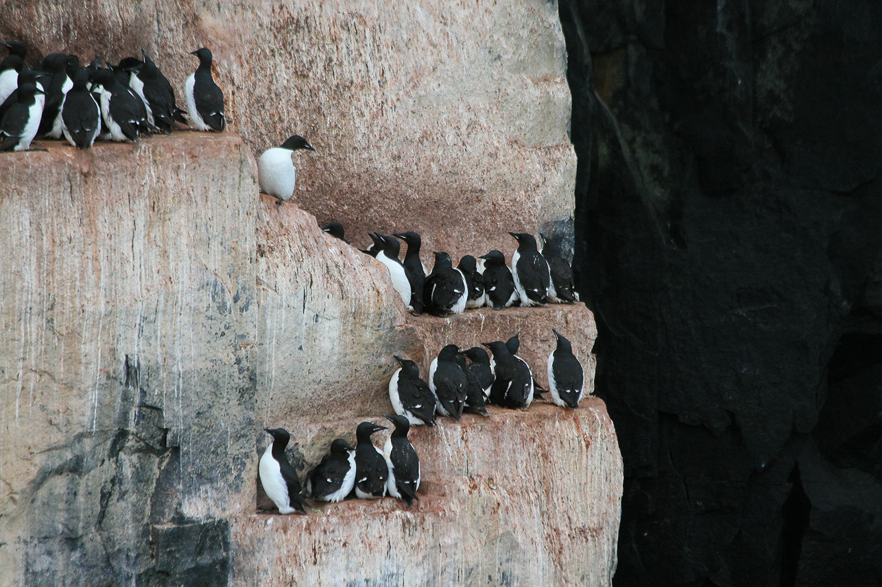 Thick-billed murre.