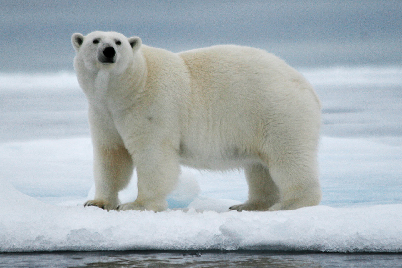 Curious polar bear.