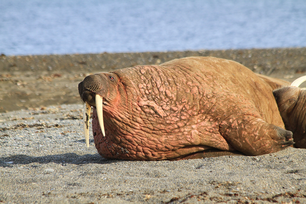 Walrus