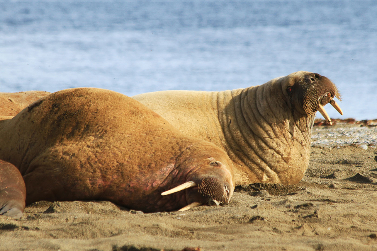 Walruses