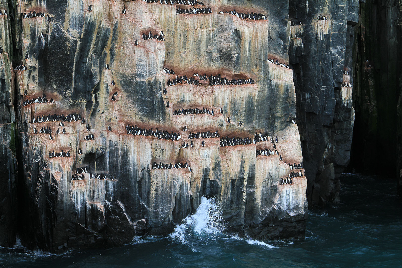 Thick-billed murre.