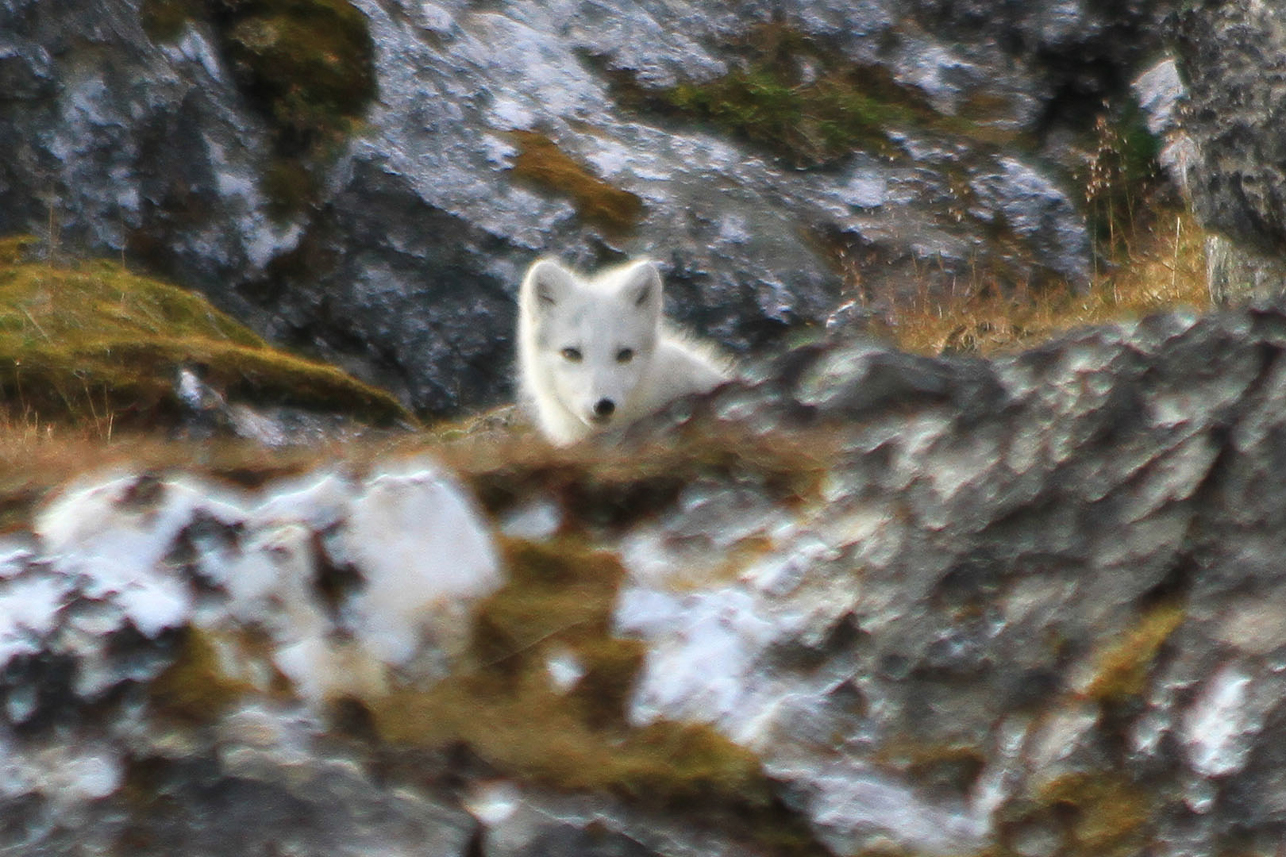 Polar fox.