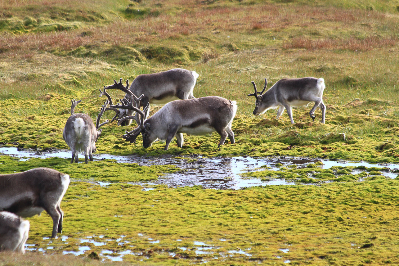 Svalbard reindeers.