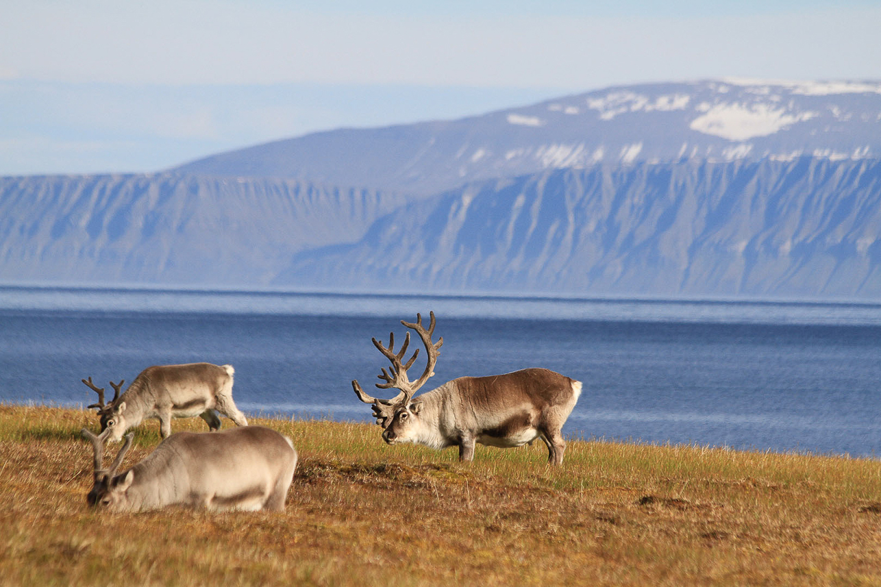 Svalbard reindeers.