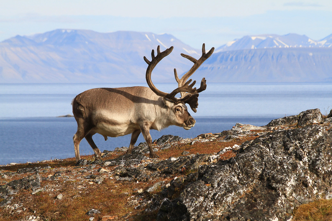 Svalbard fat reindeer.