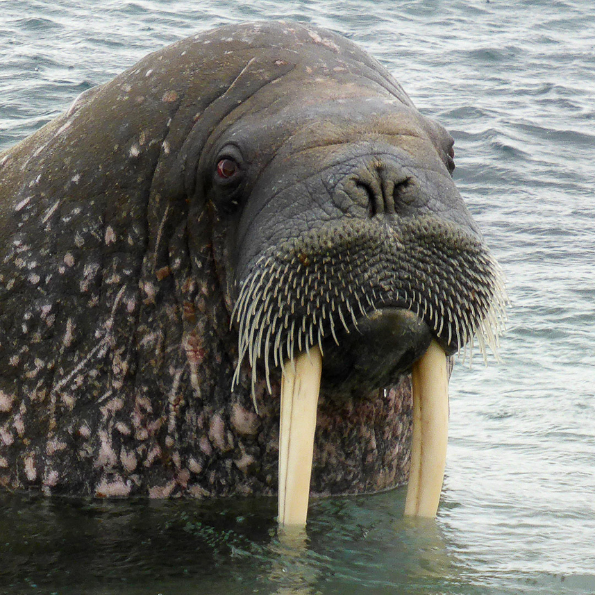 Cute walrus.