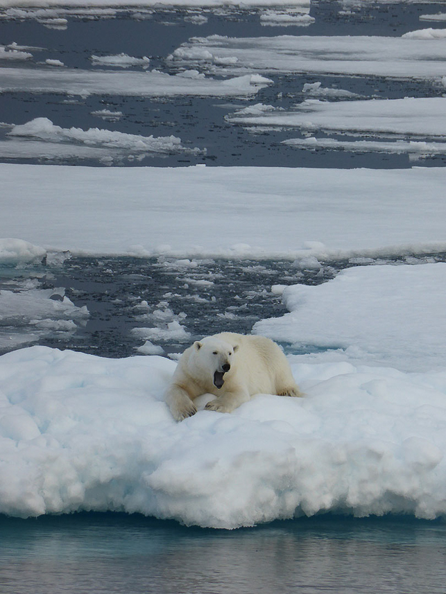 Polar bear