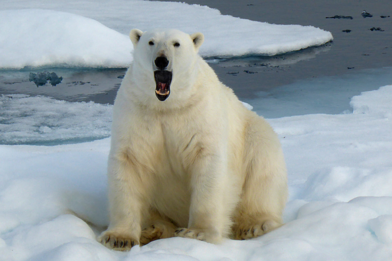 Angry or yawning?