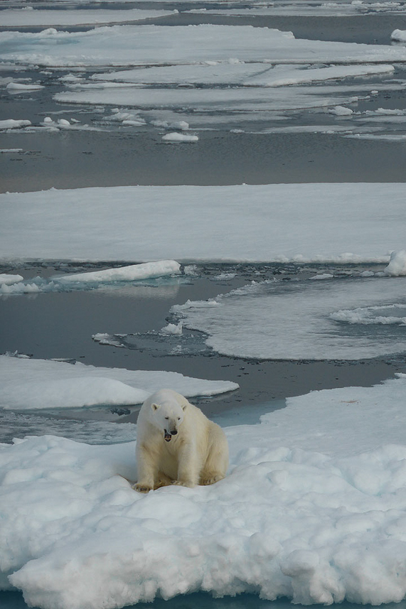 Polar bear.