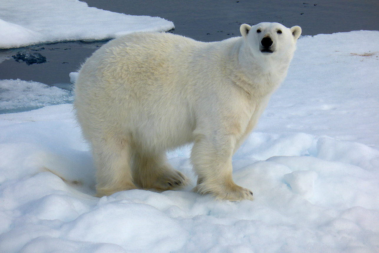 Polar bear profile.