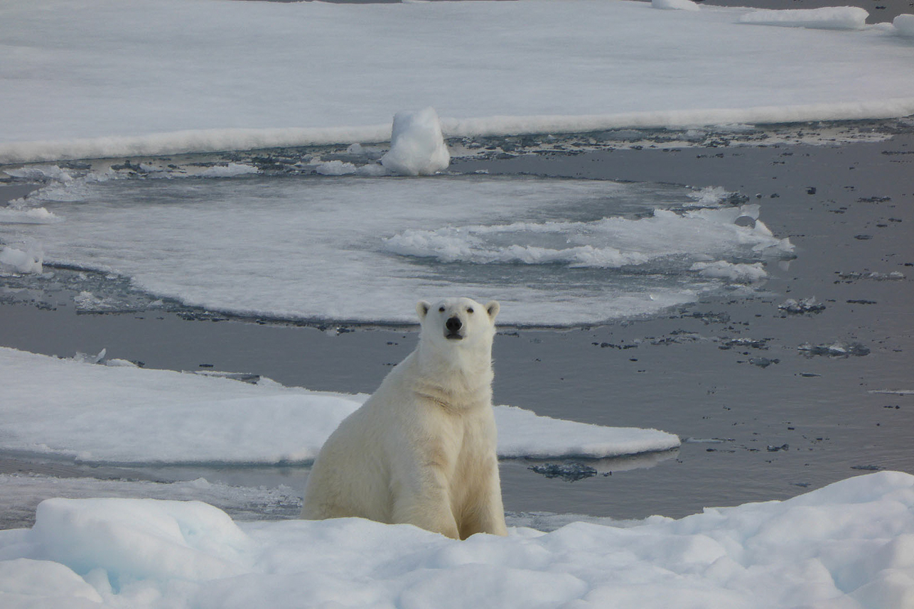 Polar bear.