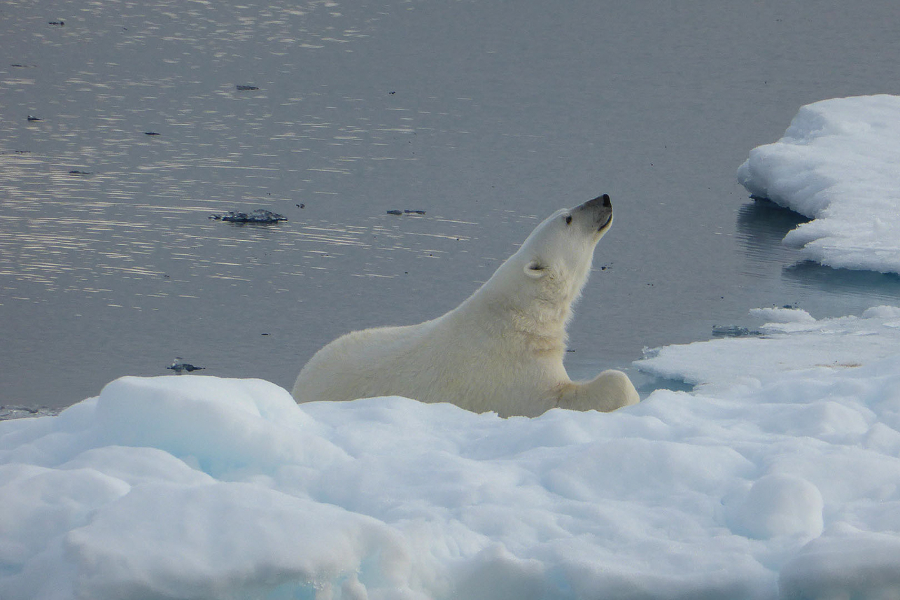 Polar bear.