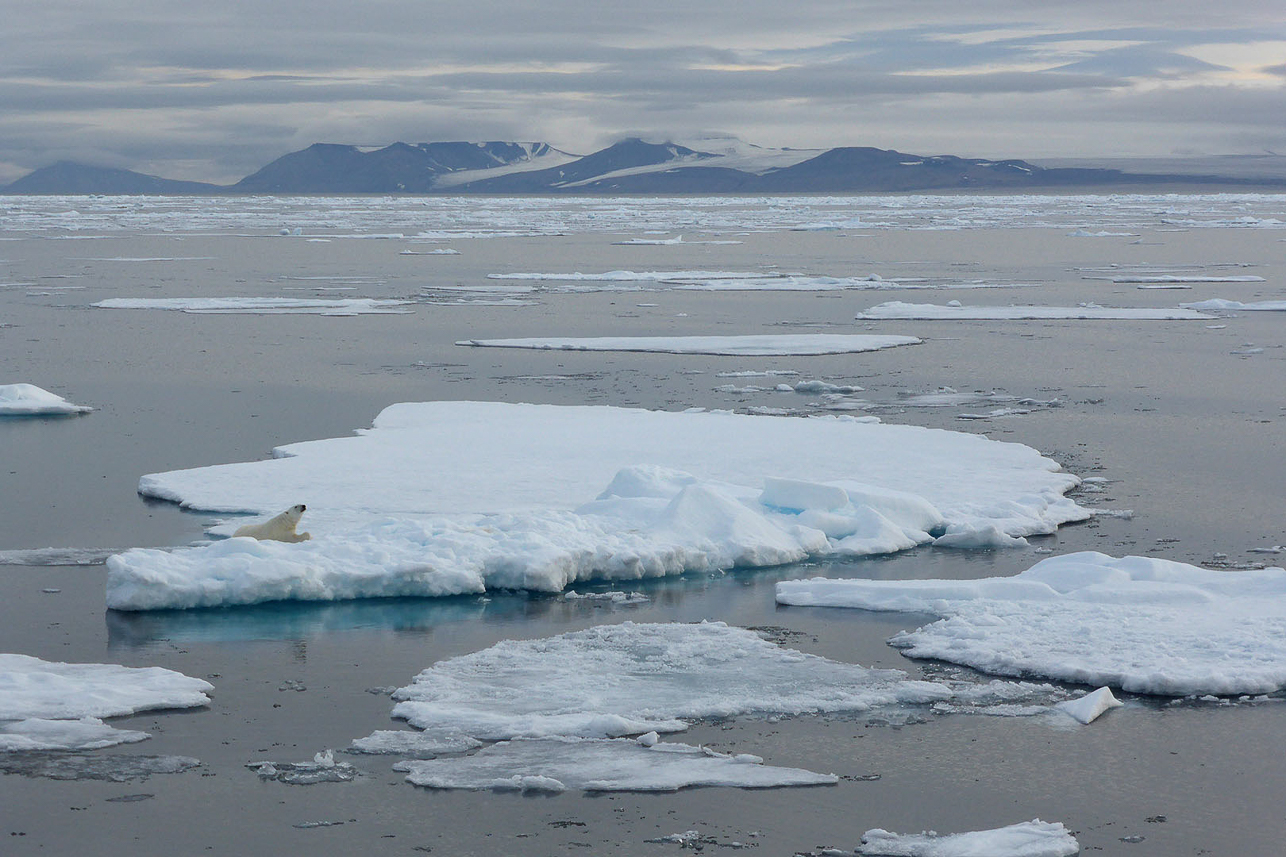 Polar bear on ice floe.