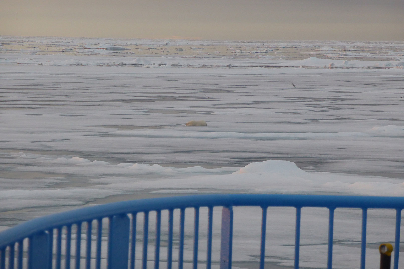 Going slowly through the ice, polar bear ahead.