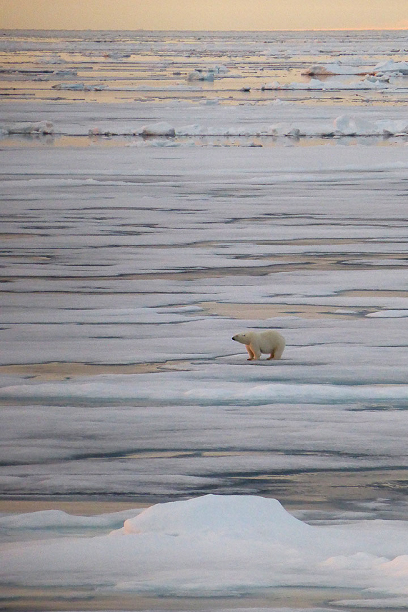 Polar bear territory.