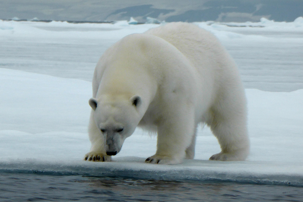 Polar bear, safe water barrier between us.