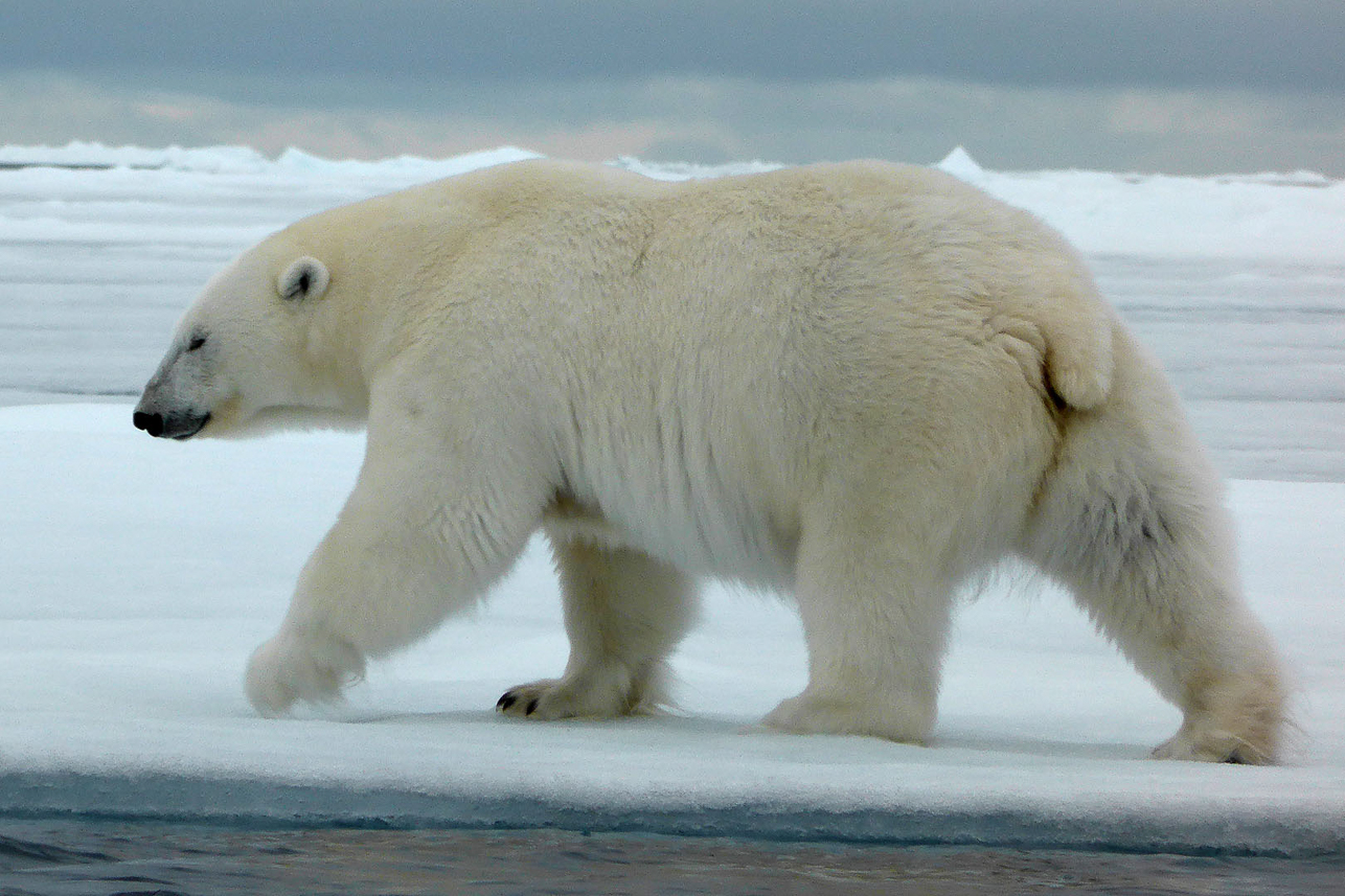 Walking polar bear.