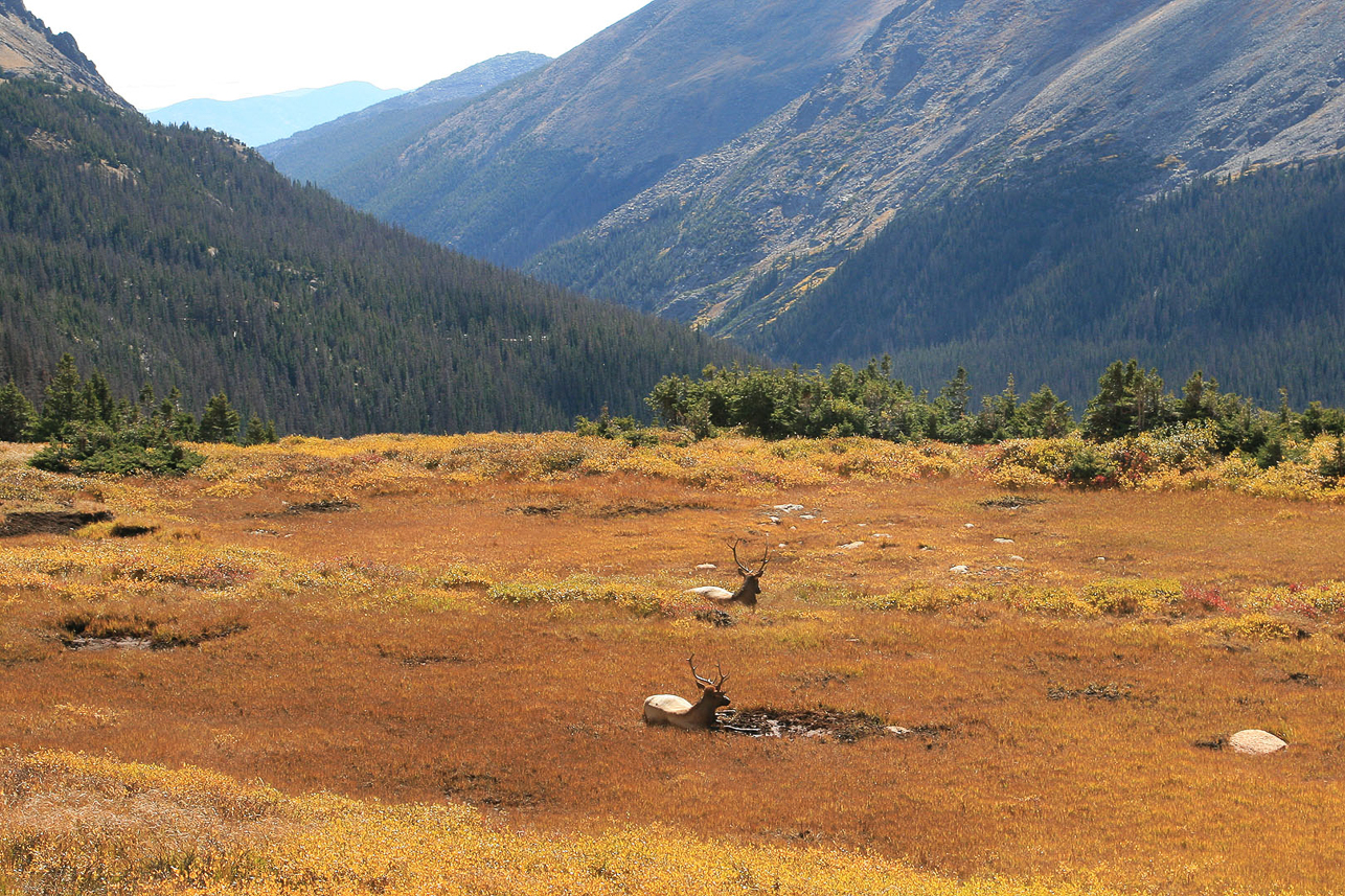 Elks close to the Alpine Visitor Center