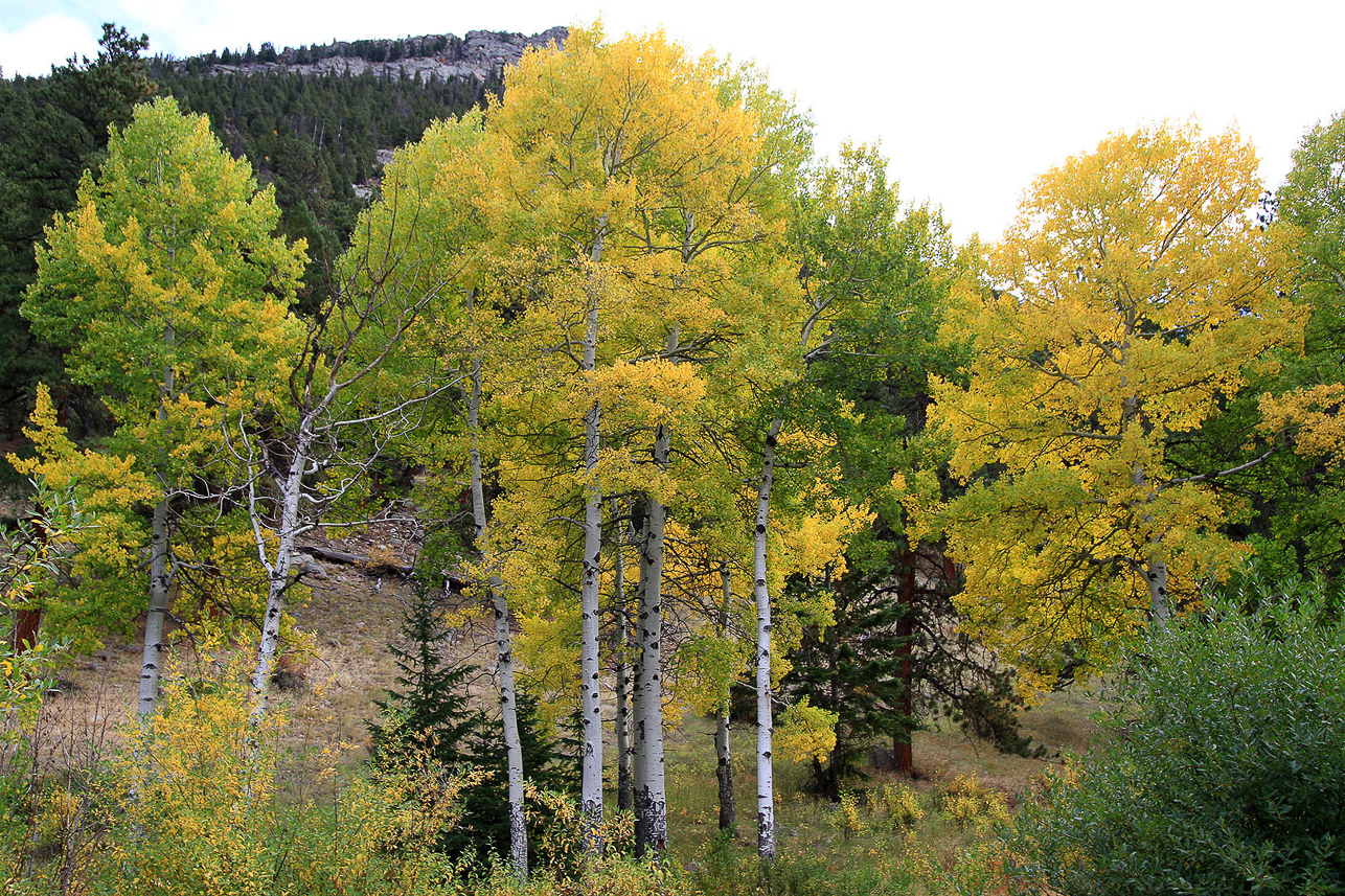 Autumn colours