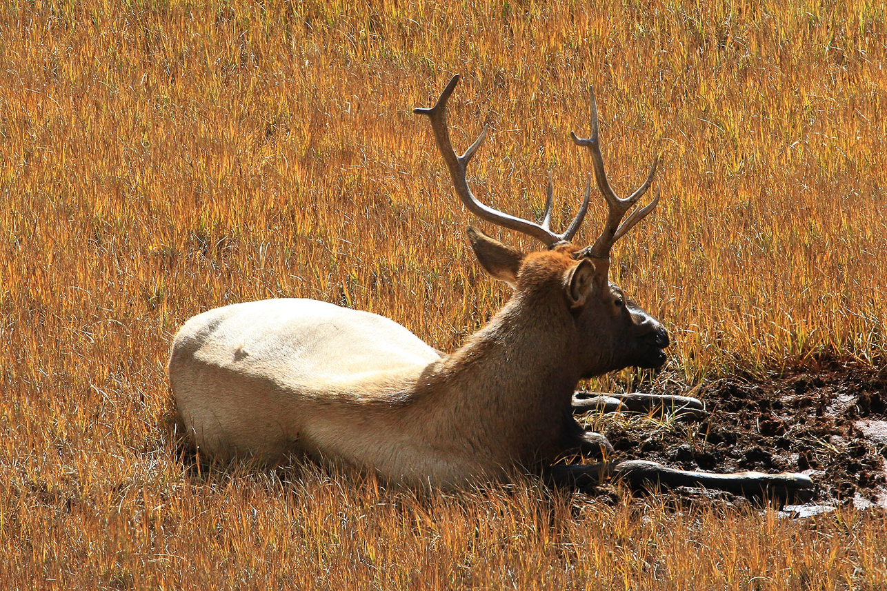 Elk