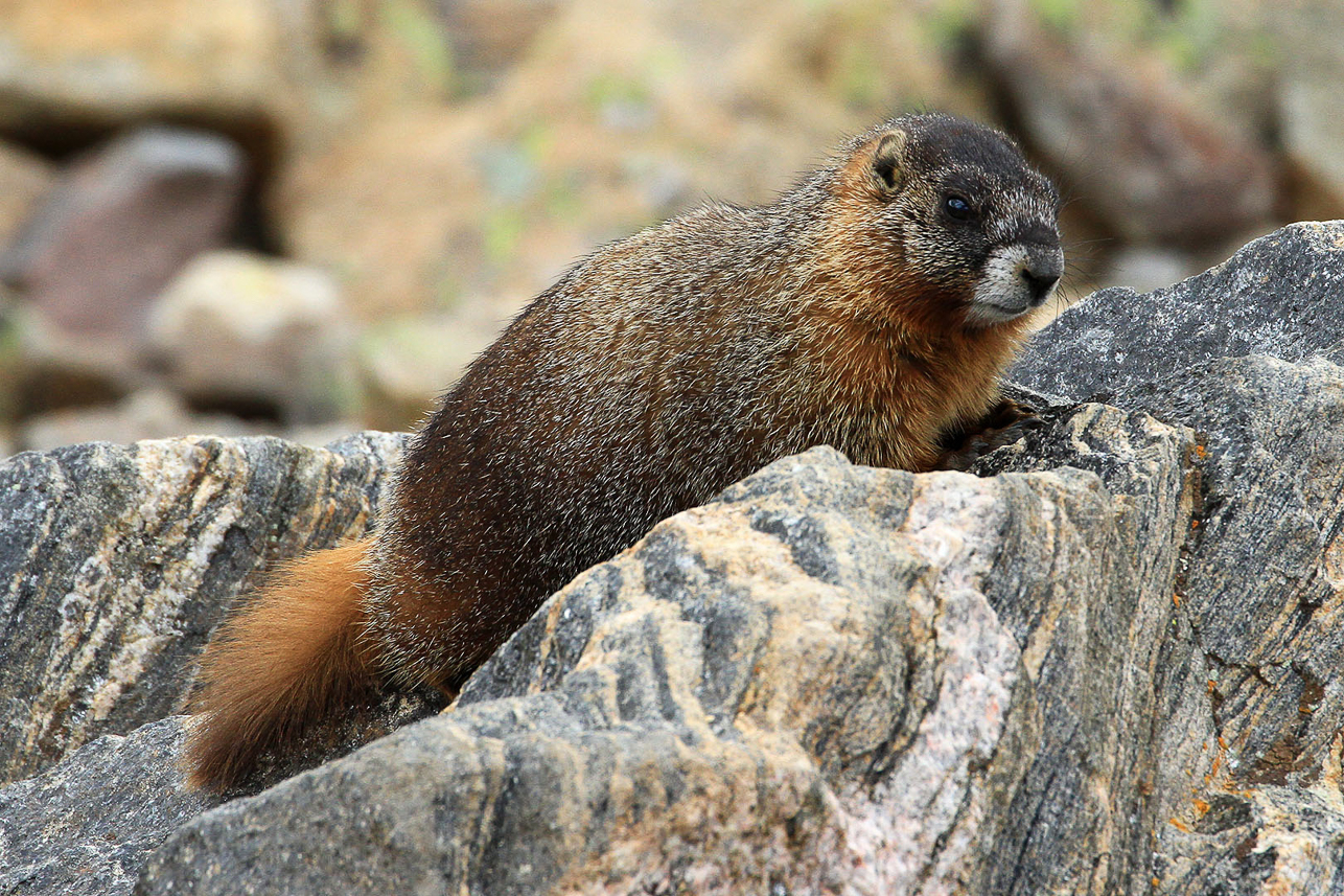 Marmot