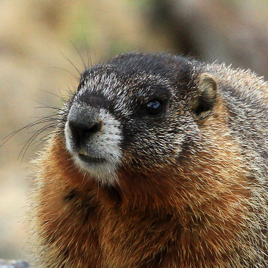 Marmot