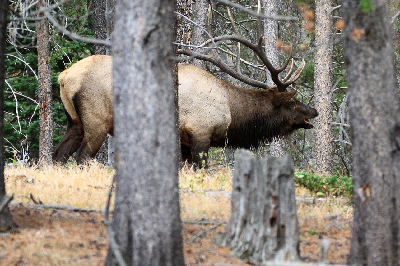 Elk