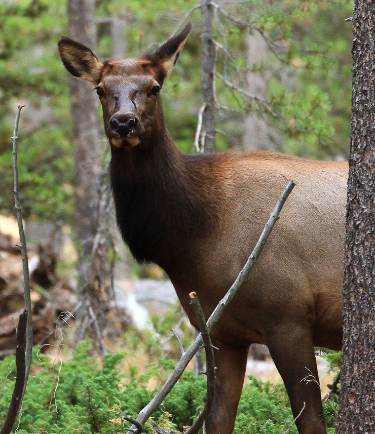 Elk