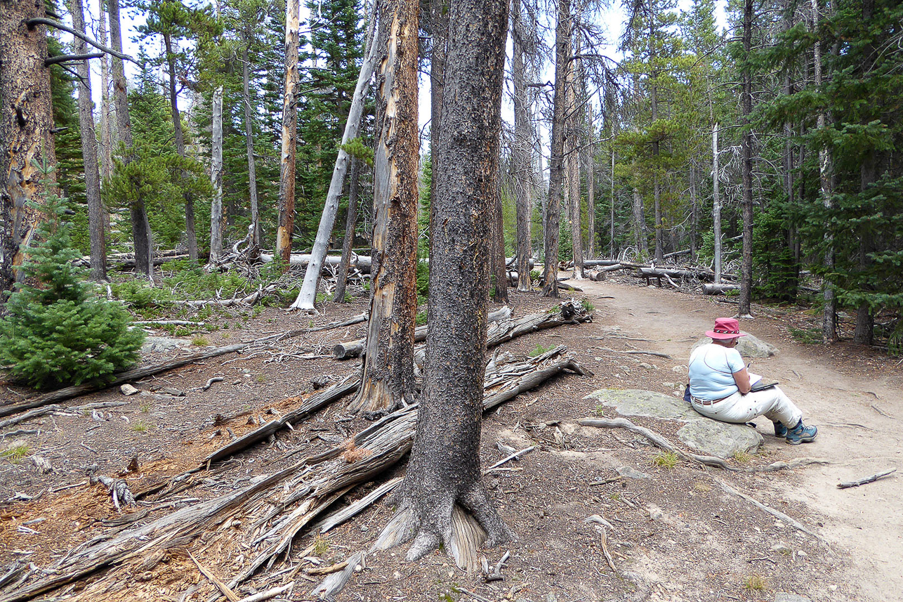 Forest at Bear Lake