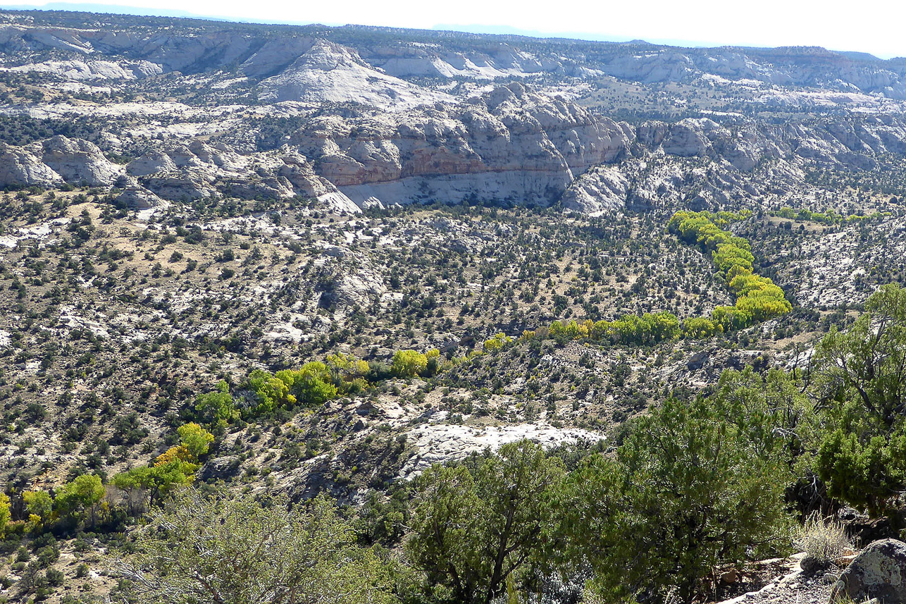 River water is needed for the trees