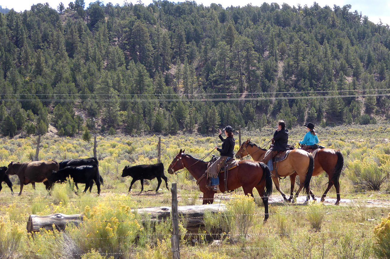 Cowboys/cowgirls landscape